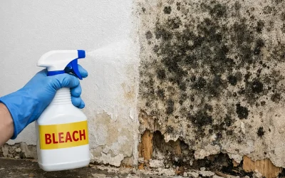 Why “Bleaching” Mold Is the Worst Thing You Can Do